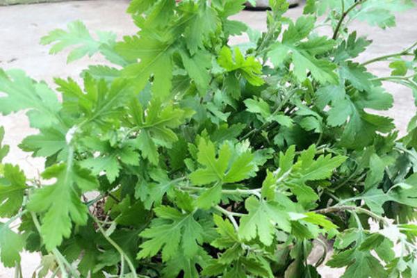 野菊花苗的功效與作用及食用方法