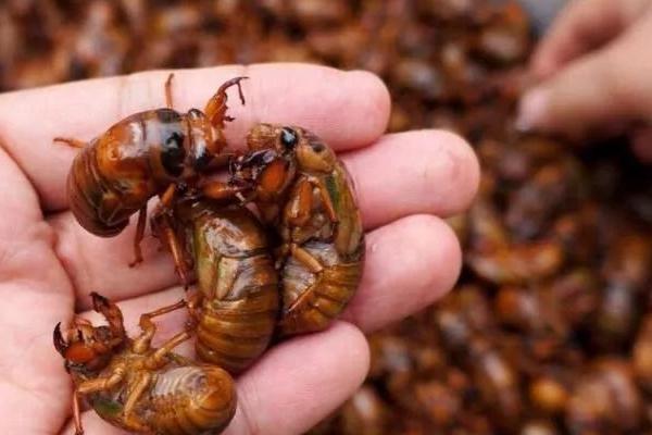 金蟬養殖為什么不掙錢？是騙局嗎？