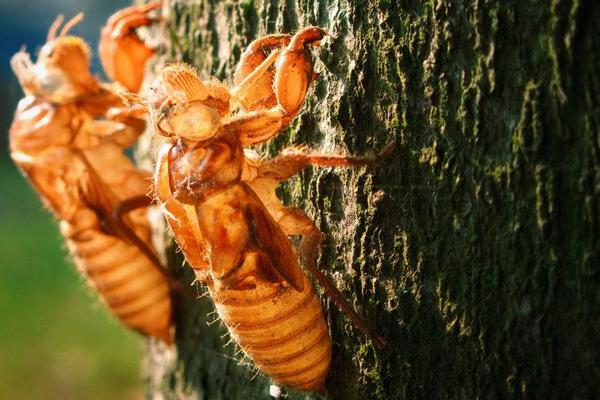 金蟬養殖為什么不掙錢？是騙局嗎？