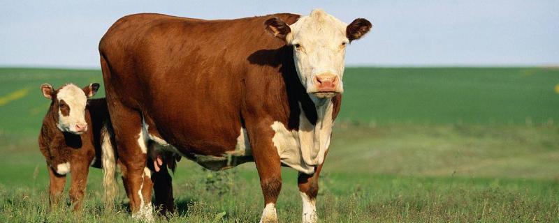 養(yǎng)牛掙錢為什么沒人養(yǎng),主要原因分析