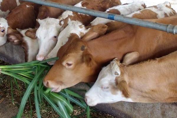 養牛掙錢為什么沒人養,主要原因分析