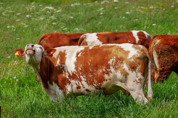 養牛掙錢為什么沒人養,主要原因分析