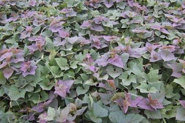 紫薯栽培技術要點,附管理注意事項