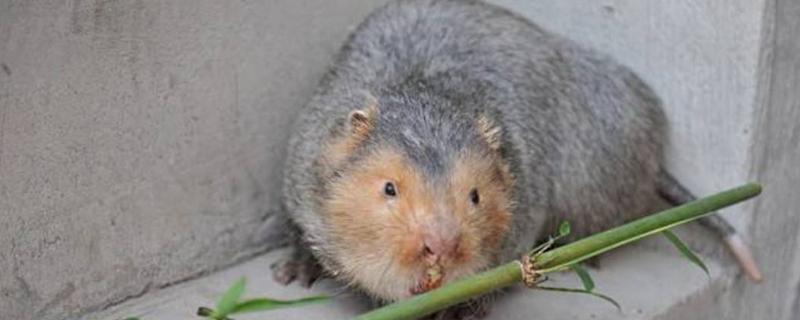 竹鼠種苗多少一對？哪里有售？為什么比商品鼠貴？