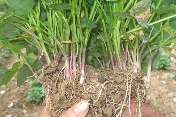 紫薯栽培技術要點,附管理注意事項