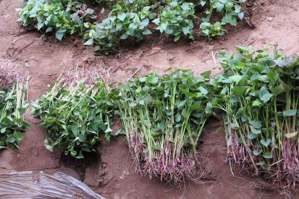 紫薯栽培技術要點,附管理注意事項