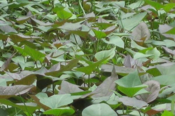 紫薯栽培技術要點,附管理注意事項