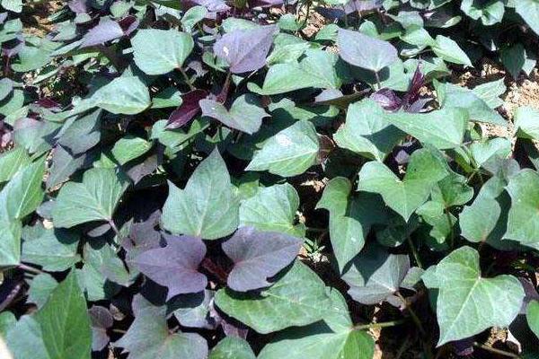 紫薯栽培技術要點,附管理注意事項