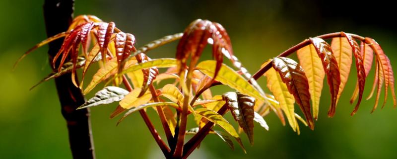 適合懶人種植的經濟作物有哪些