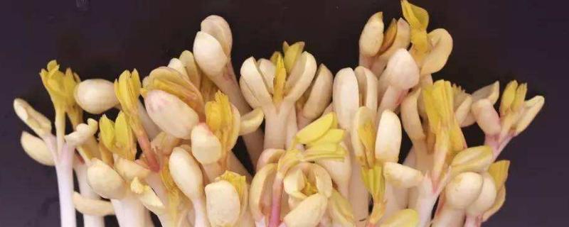 花生芽難銷售的原因，為什么不好賣