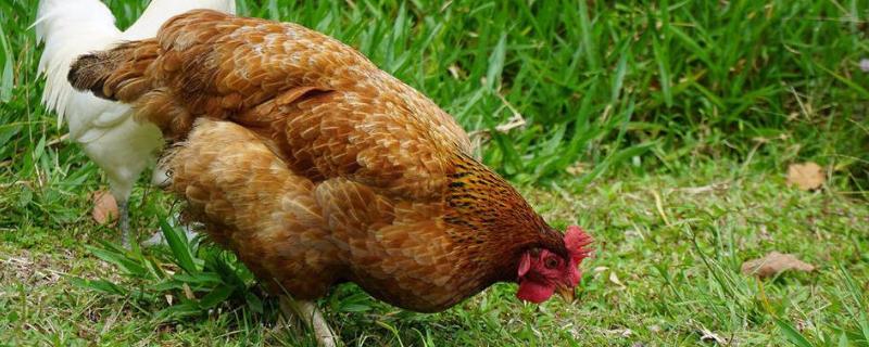 養雞包回收是不是騙局，一定要謹慎