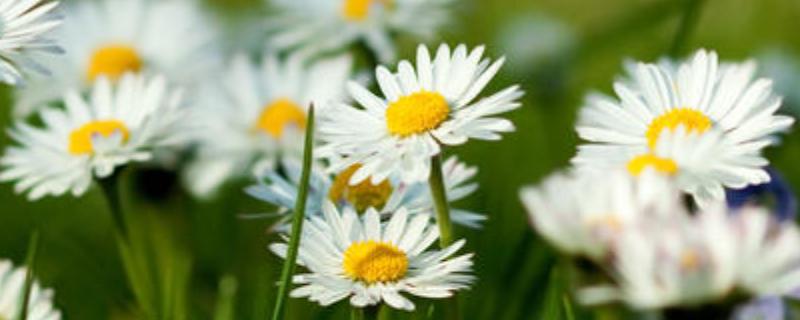 野菊花苗的功效與作用及食用方法