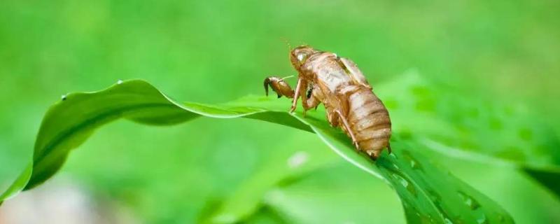 金蟬養(yǎng)殖為什么不掙錢(qián)？是騙局嗎？