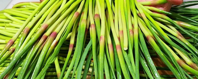 蒜苔苗能吃嗎？蒜苔頭上的花苞能吃嗎？