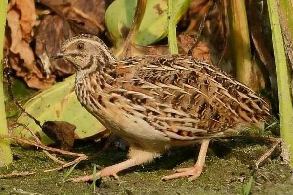 10000只鵪鶉一天多少斤蛋，吃多少飼料