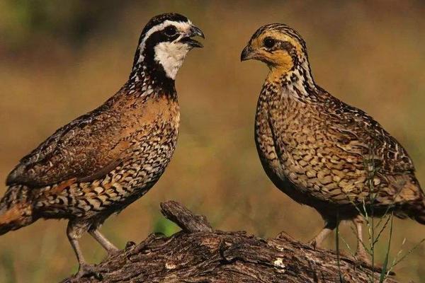 10000只鵪鶉一天多少斤蛋，吃多少飼料