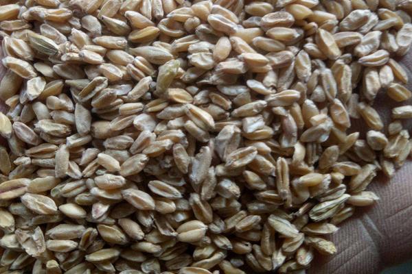 10000只鵪鶉一天多少斤蛋，吃多少飼料