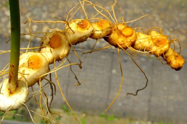 黃精現在市場價怎樣，黃精市場需求量大嗎