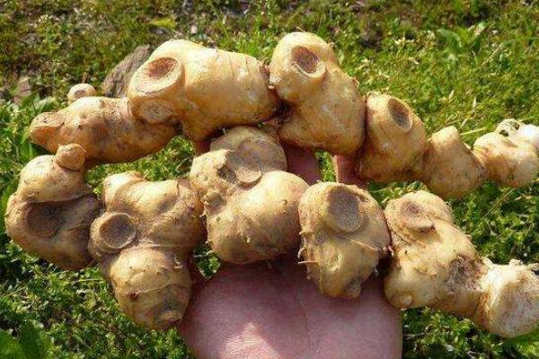 黃精現在市場價怎樣，黃精市場需求量大嗎