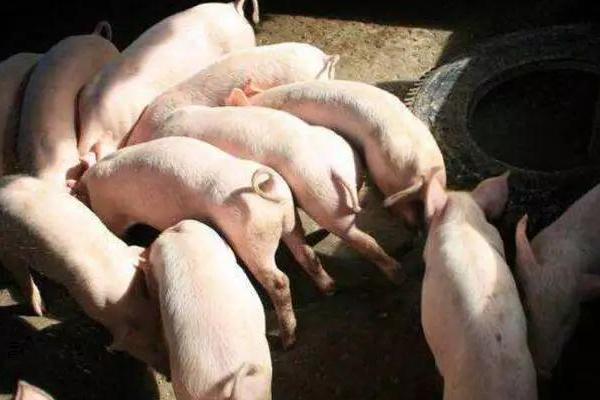 養10頭豬多少本錢，需要多大面積，利潤有多大