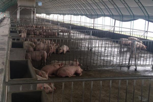 養10頭豬多少本錢，需要多大面積，利潤有多大