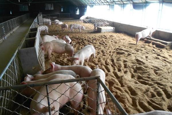 養10頭豬多少本錢，需要多大面積，利潤有多大