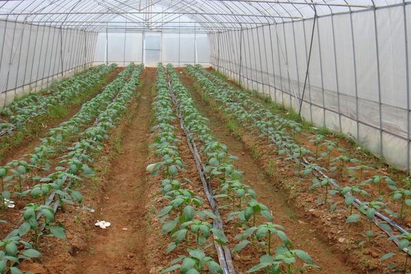 大棚降溫最佳方案（常見方法），大棚降溫劑有用嗎？