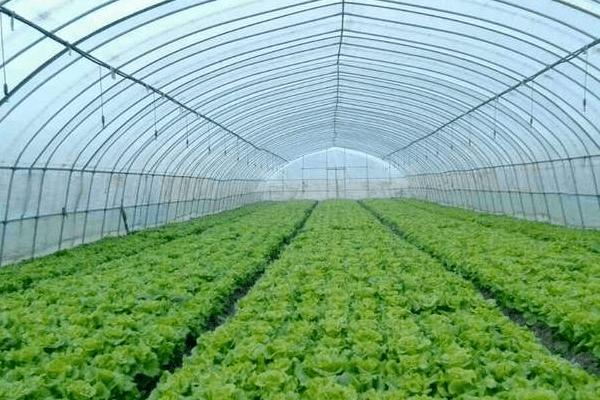 大棚降溫最佳方案（常見方法），大棚降溫劑有用嗎？