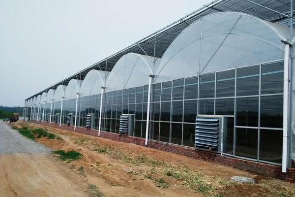 大棚降溫最佳方案（常見方法），大棚降溫劑有用嗎？