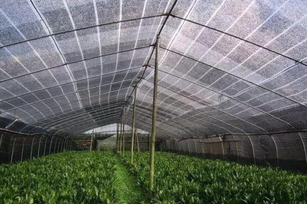 大棚降溫最佳方案（常見方法），大棚降溫劑有用嗎？