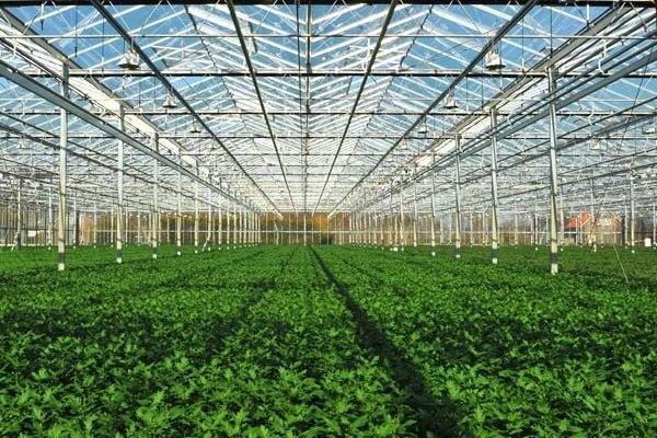 大棚降溫最佳方案（常見方法），大棚降溫劑有用嗎？