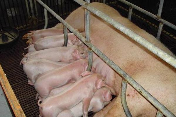 母豬產仔怎樣接生?怎樣配藥治療?