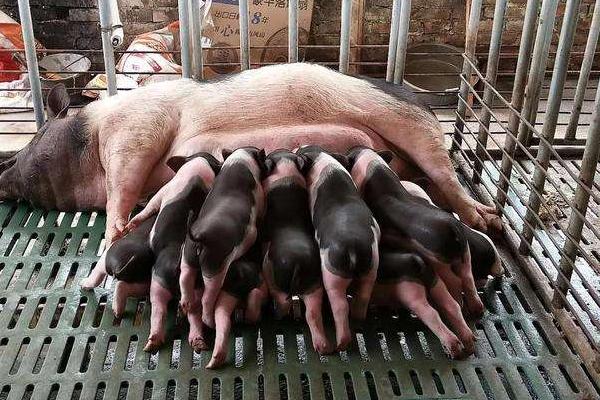 母豬產仔怎樣接生?怎樣配藥治療?