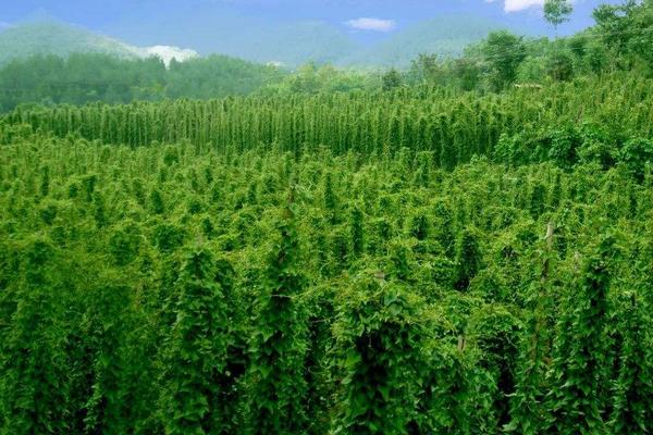 淮山種植技術(shù)與管理，附施肥方法