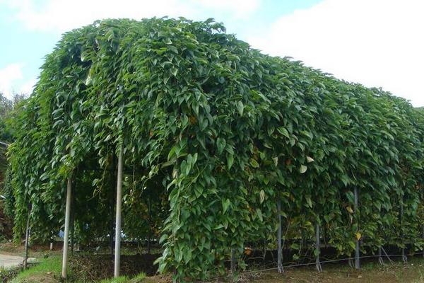 淮山種植技術(shù)與管理，附施肥方法