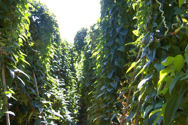 淮山種植技術(shù)與管理，附施肥方法