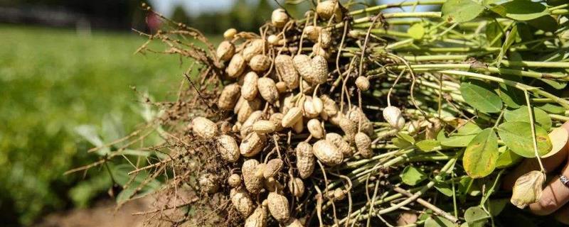 花生怎么種植,花生的種植時間和方法