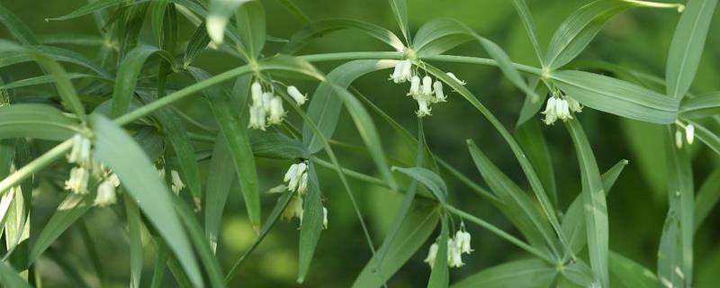 黃精現在市場價怎樣，黃精市場需求量大嗎