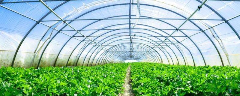 大棚降溫最佳方案（常見方法），大棚降溫劑有用嗎？