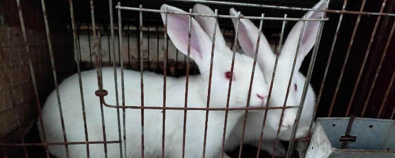 兔舍怎么建造最省錢最實用