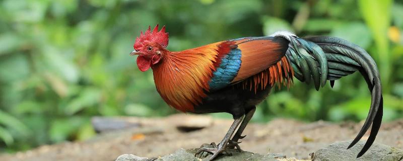 6斤的雞殺好還剩多少斤，雞殺完怎么樣保鮮