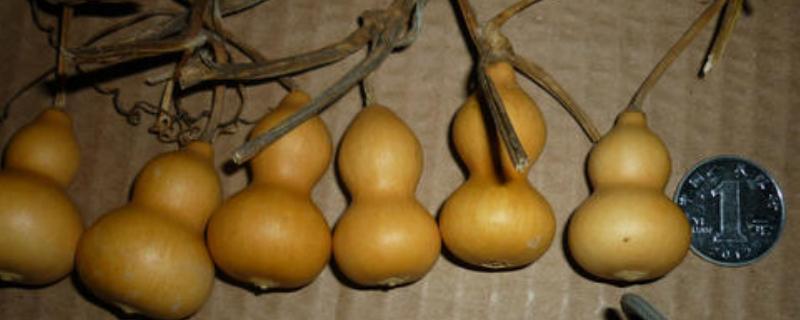 小葫蘆的種植方法及技術(shù)要點（內(nèi)含種植時間）