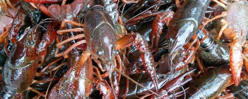 怎樣聯系小龍蝦收購商？小龍蝦收購價格在哪里能查到？