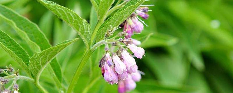 種什么草可以大批養(yǎng)豬，豬牛都可以吃？