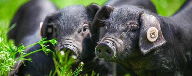 養豬喂食的最佳時間，每天多少合適