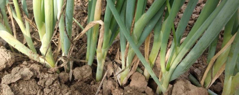 蔥苗怎么做好吃，附蔥苗功效作用與營養價值及禁忌