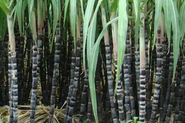 甘蔗種植技術(shù)和管理，附施肥方法