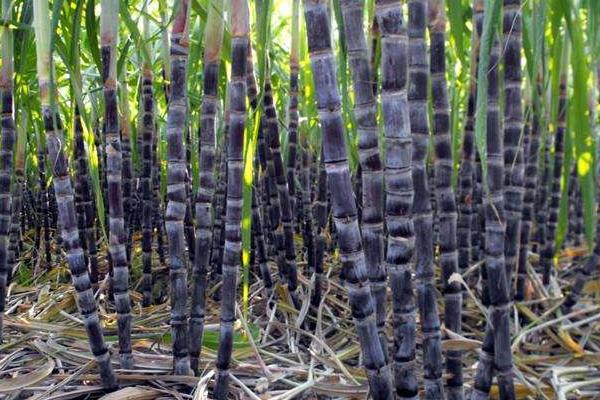 甘蔗種植技術(shù)和管理，附施肥方法