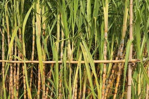 甘蔗種植技術(shù)和管理，附施肥方法
