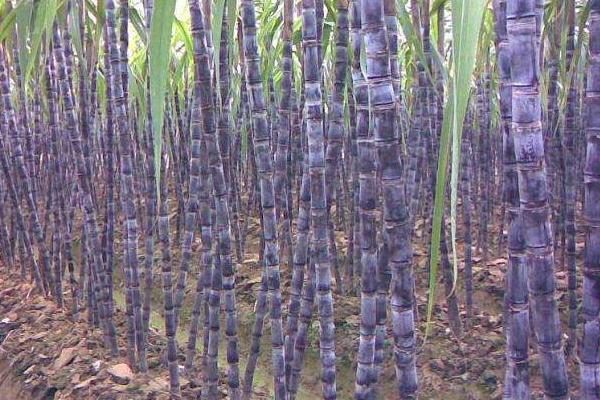 甘蔗種植技術(shù)和管理，附施肥方法